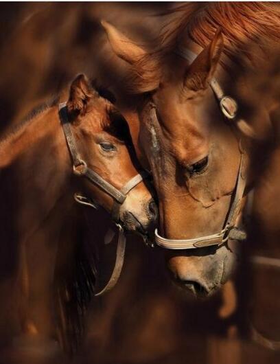 Paarden
